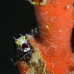 blenny_spinyhead_mog_jar_v_0061_cub1824.jpg